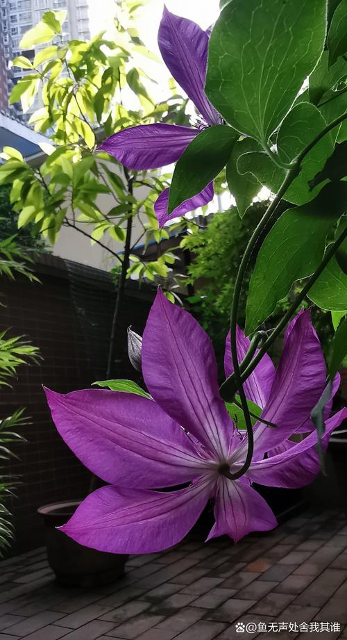 冒险岛墨角兰花