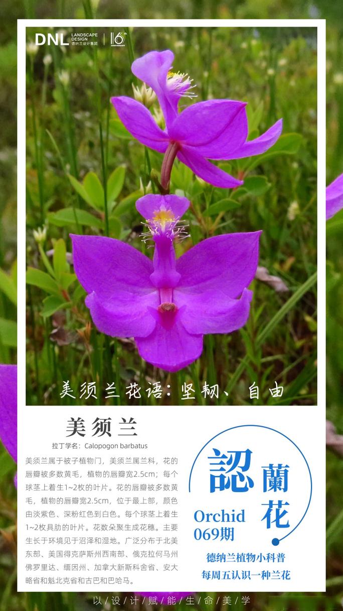 冒险岛墨角兰花